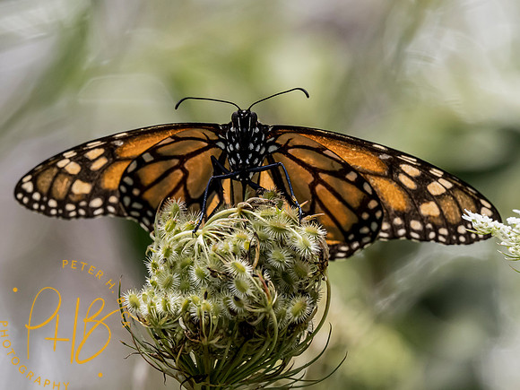 Indiana Birds and Wildlife 9053-Edit