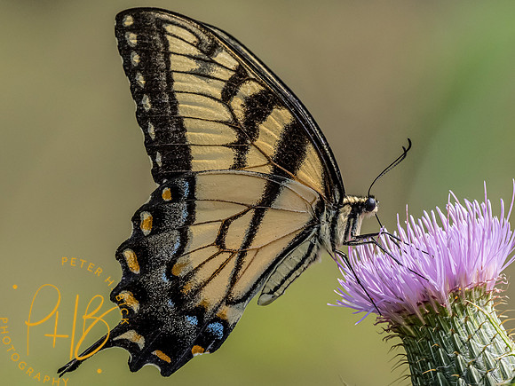 Indiana Birds and Wildlife 9122-Edit