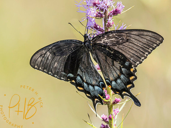Indiana Birds and Wildlife 9205-Edit