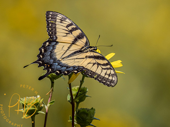 Indiana Birds and Wildlife 9215-Edit