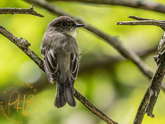Indiana Birds and Wildlife 9232-Edit