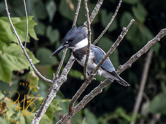Indiana Birds and Wildlife 9245-Edit