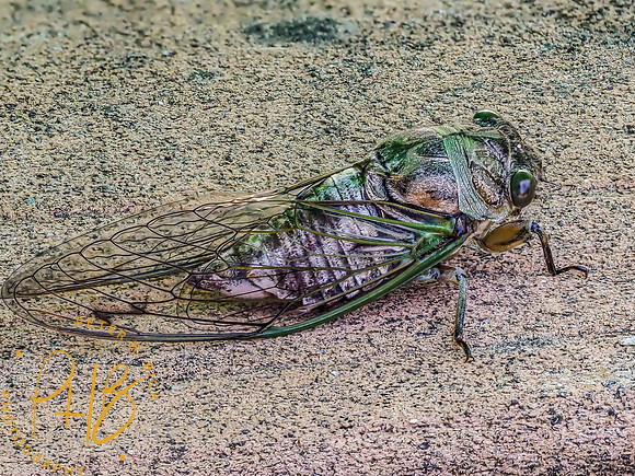 Indiana Birds and Wildlife 9289-Edit