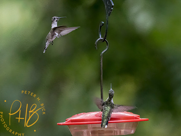 Indiana Birds and Wildlife 9366-Edit-Edit-Edit-Edit