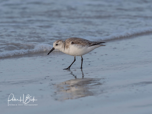 Florida 2018 0183