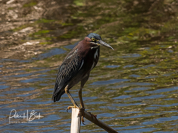 Florida 2018 0507