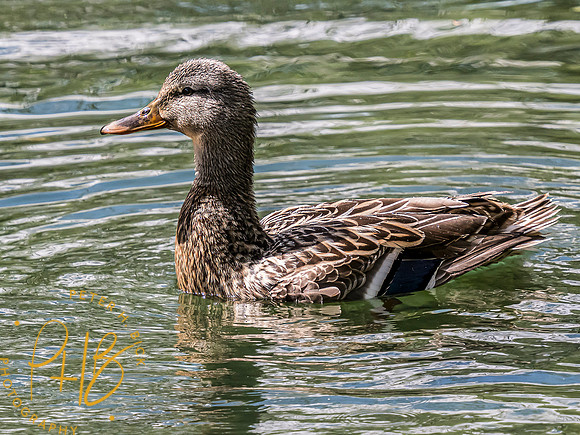 Indiana Birds and Wildlife 2024 5325-Edit