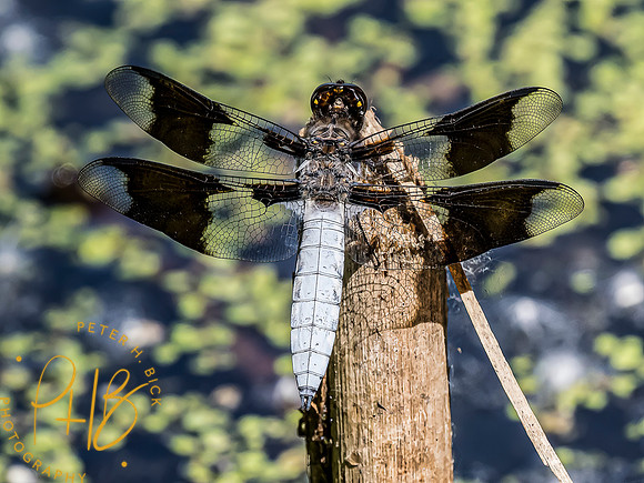 -Indiana Birds and Wildlife 2022 5338-Edit-Edit