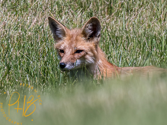 -Indiana Birds and Wildlife 2022 6383-Edit-Edit
