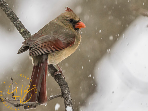 Indiana Birds and Wildlife 2024 1426-Edit