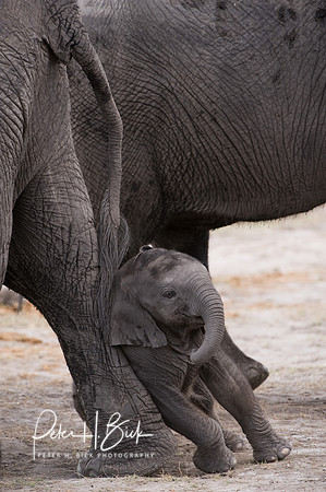 Africa 08 4710