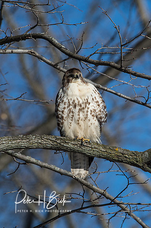Zionsville Birds 2015 0408