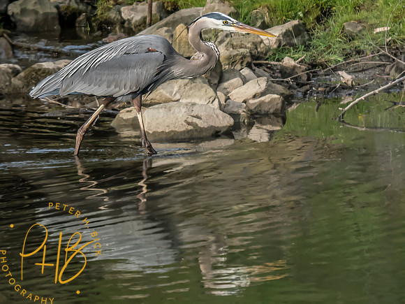 Indiana Birds and Wildlife 2024 5172-Edit