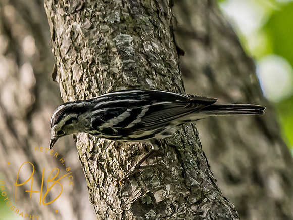 Indiana Birds and Wildlife 2024 5880-Edit