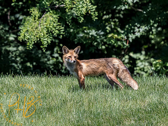 -Indiana Birds and Wildlife 2022 6425-Edit-Edit