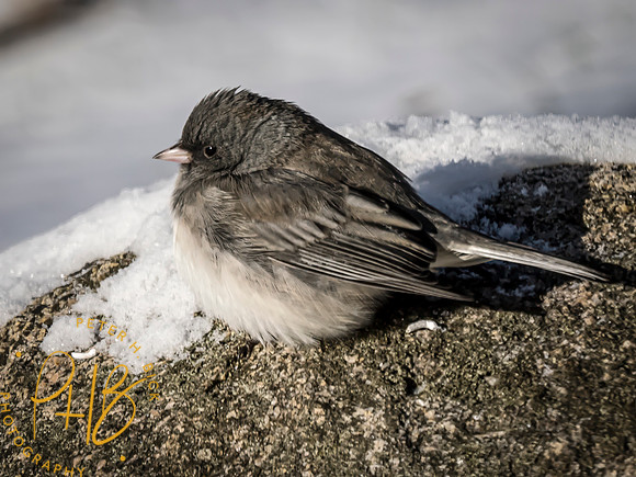 Indiana Birds and Wildlife 2024 0326-Edit
