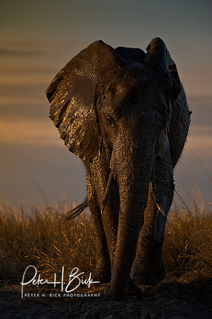 Africa 08 6073