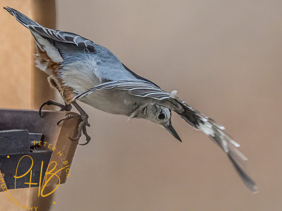 Indiana Birds and Wildlife 2025 1765-Edit