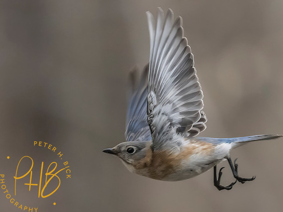 Indiana Birds and Wildlife 2025 2985-Edit