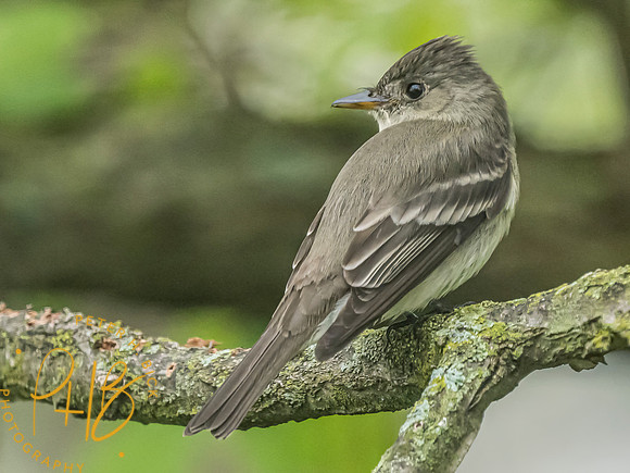 Indiana Birds and Wildlife 2024 5940-Edit
