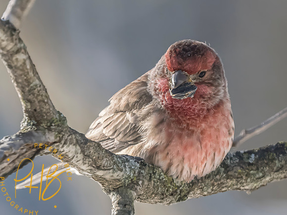 Indiana Birds and Wildlife 2024 0345-Edit