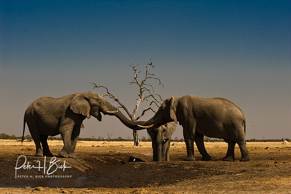 Africa 08 8028