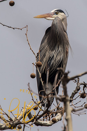 Indy Heron Rookery 2014 0111