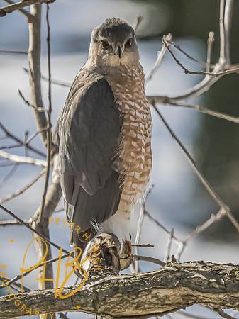 Indiana Birds and Wildlife 2025 1526-Edit-topaz-focus