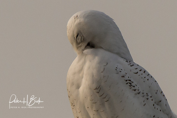Snowy Owl 2014 0423