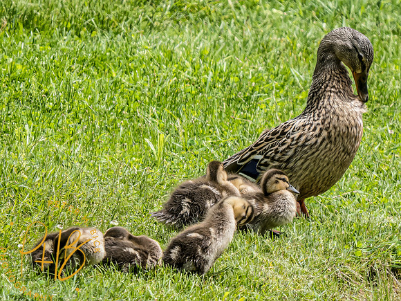 Indiana Birds and Wildlife 2024 6044-Edit