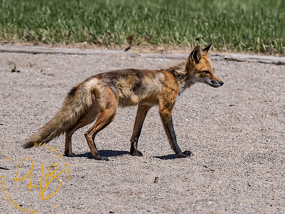 -Indiana Birds and Wildlife 2022 6372-Edit-Edit