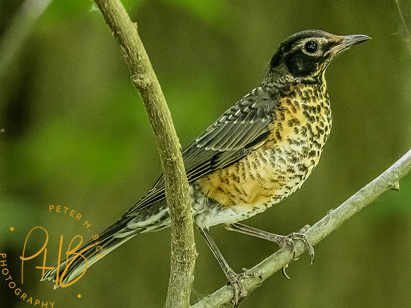-Indiana Birds and Wildlife 2022 5742-Edit-Edit