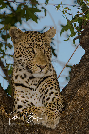 Africa 08 9357