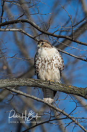 Zionsville Birds 2015 0399