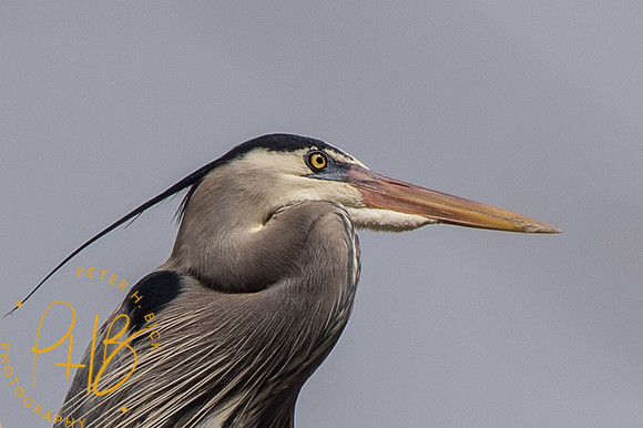 Indy Heron Rookery 2014 0105