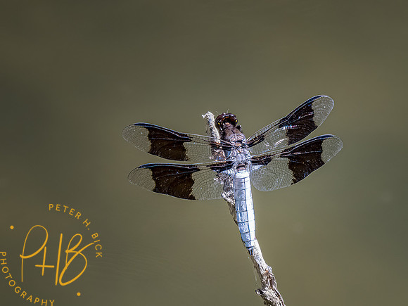 -Indiana Birds and Wildlife 2022 6677-Edit-Edit