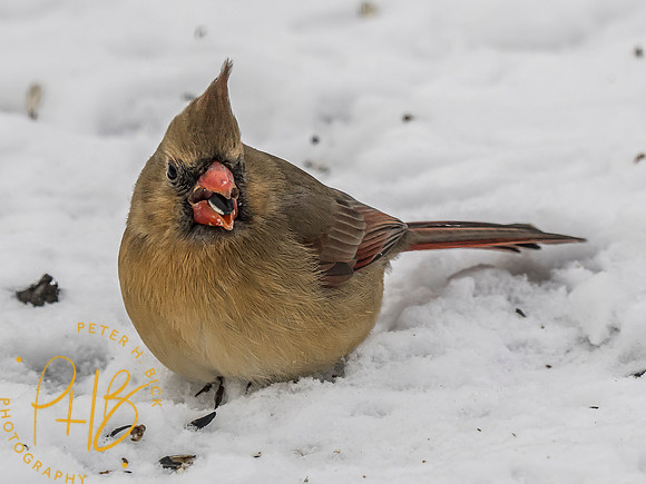 Indiana Birds and Wildlife 2024 0453-Edit