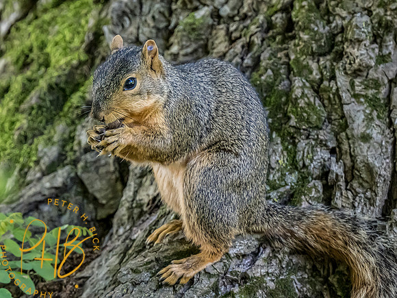 -Indiana Birds and Wildlife 2022 6544-Edit-Edit