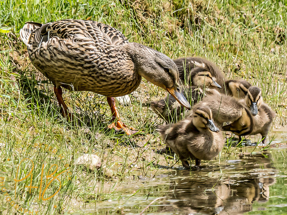 Indiana Birds and Wildlife 2024 6076-Edit