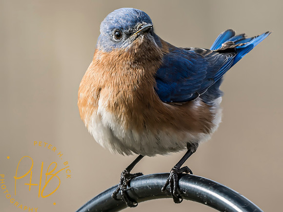 Indiana Birds and Wildlife 2025 1748-Edit