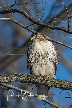 Zionsville Birds 2015 0391