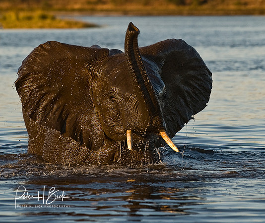 Africa 08 6015