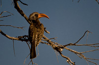 0054Africa 08 8544