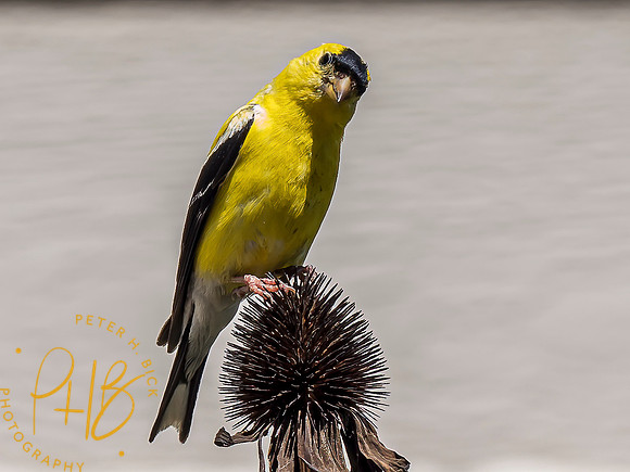 Indiana Birds and Wildlife 2021 9414