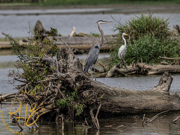 Indiana Birds and Wildlife 2021 9449-Edit