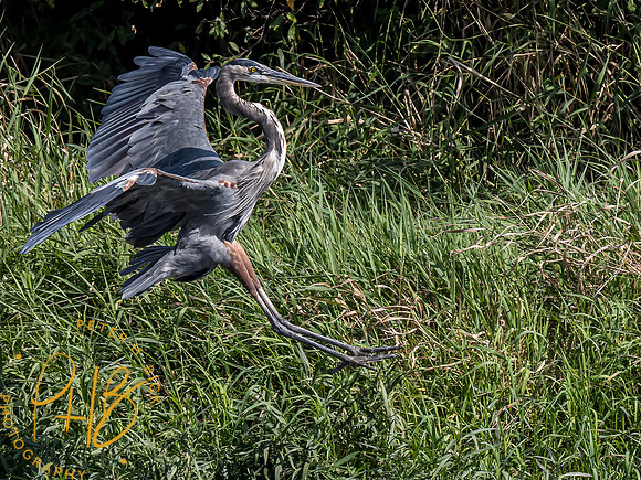 Indiana Birds and Wildlife 2021 9490-Edit