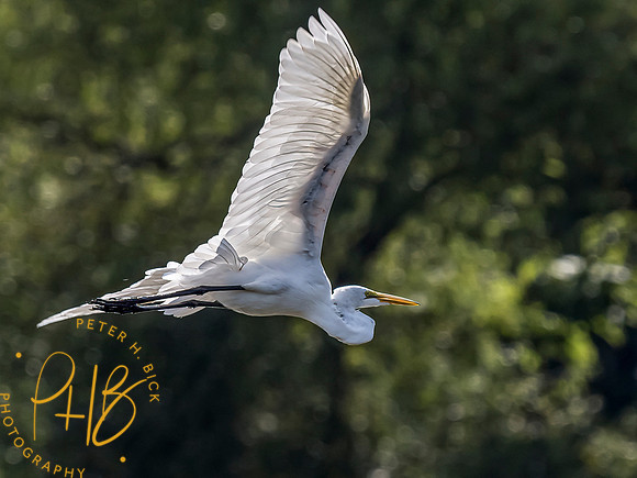 Indiana Birds and Wildlife 2021 9519-Edit