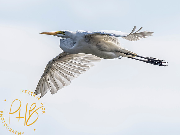 Indiana Birds and Wildlife 2021 9529-Edit