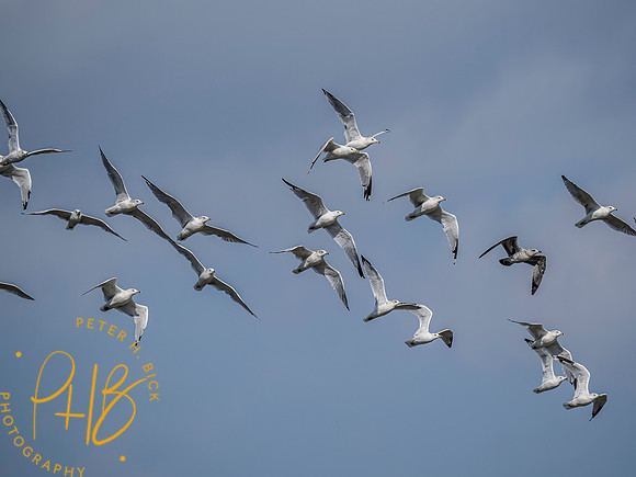 Indiana Birds and Wildlife 2021 9540-Edit