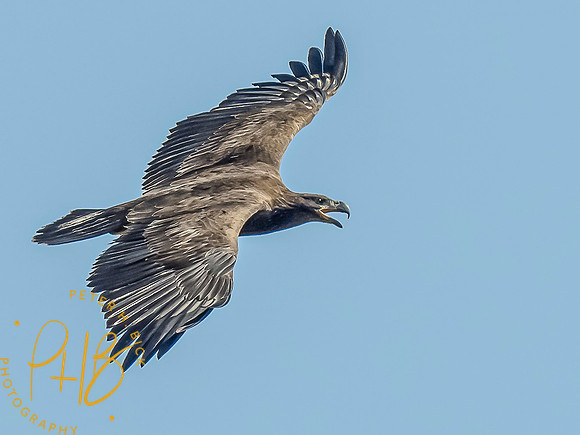 Indiana Birds and Wildlife 2021 9552-Edit